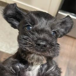 Carter - Salt and pepper male Miniature Schnauzer puppy in Interlachen, Florida from Pam's Schnauzers