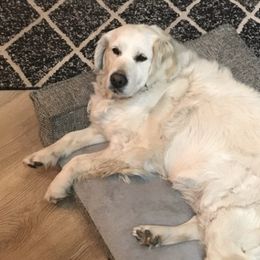 Golden Retrievers from Luv of my Goldens
