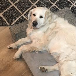 Golden Retrievers from Luv of my Goldens