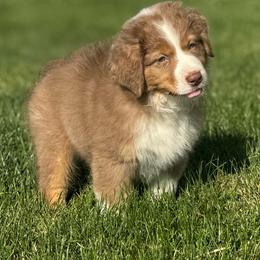 George - Red tri-color male Australian Shepherd puppy in Ephrata, Pennsylvania from Weavers Indian Run Aussies