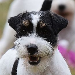 "Picasa" or "Cassie" - Russell Terrier