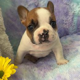 Hawthorne - Fawn male French Bulldog puppy in Galt, California from The three little frenchies