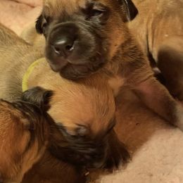 Girl 2 - Fawn Boerboel puppy in Sedgewickville, Missouri from Heritage Boerboels