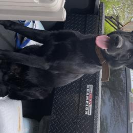 Lucian - German Shepherd