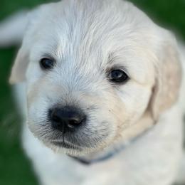 Boy 3 - Light golden male Golden Retriever puppy in Orland, California from Brownfield’s English Cream Golden Retrievers