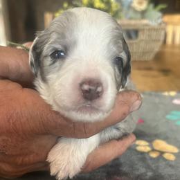 George, 2 week old - Blue merle and white male Sheepadoodle puppy in Crawford, Colorado from Saddle Mountain Doodles