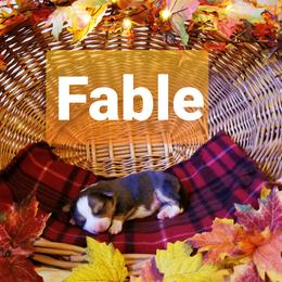 Pembroke Welsh Corgi Puppies from Whimsical Treasure Corgis