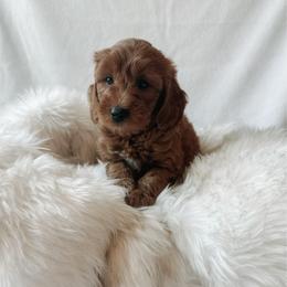 Olive - Red  female Goldendoodle puppy in Bellevue, Iowa from River Town Doodles
