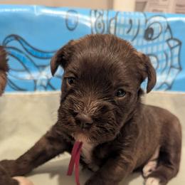 Girl 1 - hot pink collar - Liver female Miniature Schnauzer puppy in Eupora, Mississippi from Mississippi Mini Schnauzers