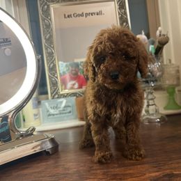 Boy green collar - Red  male Poodle puppy in Henefer, Utah from Mountain Valley Poodles