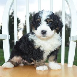 Zuzu - Tri-color female Bernedoodle puppy in Clarinda, Iowa from Root and Branch Bernedoodles