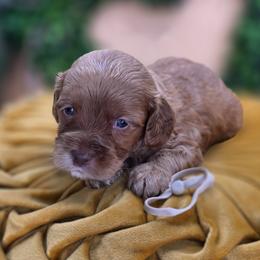 Geno - Red  male Goldendoodle puppy in Decatur, Tennessee from Diamond's Doodles