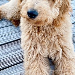 Goldendoodle Puppies from Hobble Creek Farms