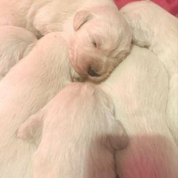 LeMans - Light golden male Golden Retriever puppy in Watkins, Colorado from Brightside Goldens