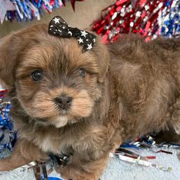 Blueberry - Blue female Havanese puppy in Wappapello, Missouri from Titanium Havanese LLC