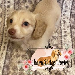 Dachshund Puppies from Haven Ridge Doxies