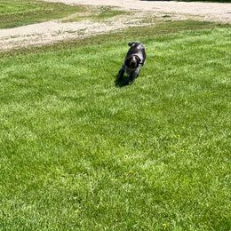 Nova - German Wirehaired Pointer