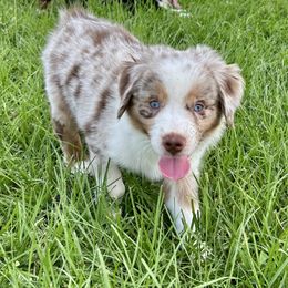 Miniature American Shepherd Puppies from Knockout Aussies