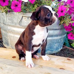 Bo peep - Black and white female Shih Tzu puppy in Ontario, Oregon from Keeper of the Stars
