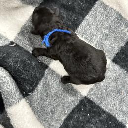 Benji - Black and white male Aussiedoodle puppy in Science Hill, Kentucky from Southern Paws Kennels
