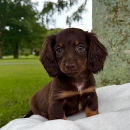 Tessa- 2900 - Piebald female Dachshund puppy in Arab, Alabama from Cantrell’s Dachshund Den