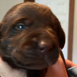 Boy 7 - Chocolate Labrador Retriever puppy in Troup, Texas from Cornerstone kennels