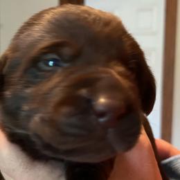 Boy 7 - Chocolate Labrador Retriever puppy in Troup, Texas from Cornerstone kennels