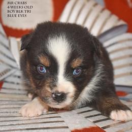 Mr Crabs - Black tri male Miniature Australian Shepherd puppy in Patterson, North Carolina from DreamLine Aussies