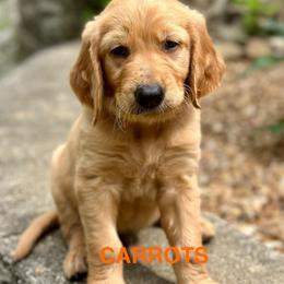 Carrots - Golden male Golden Retriever puppy in Jonesboro, Arkansas from N. E. Arkansas Goldens and Doodles/ Southern Brewed Goldens