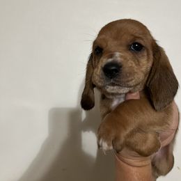 Pink Collar Girl - Basset Hound puppy in Saint Clair, Michigan from Gregg Hounds