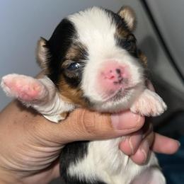 Lil Moo - Parti male Yorkshire Terrier puppy in Clarksville, Arkansas from K's Luxurious Yorkies