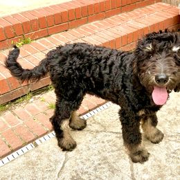 Romeo - Phantom male Goldendoodle puppy in Jonesboro, Arkansas from N. E. Arkansas Goldens and Doodles
