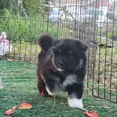 Gale - Black male Finnish Lapphund puppy in Dunedin, Florida from Seahaven Finnish Lapphunds
