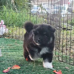 Gale - Black male Finnish Lapphund puppy in Dunedin, Florida from Seahaven Finnish Lapphunds