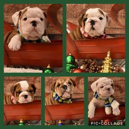 Bulldog and French Bulldog Puppies from Raise The Woof Bulldogs