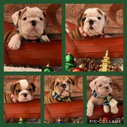 Bulldog and French Bulldog Puppies from Raise The Woof Bulldogs