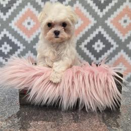 Angel - White female Maltese puppy in Monticello, Iowa from Ashley’s Puppies