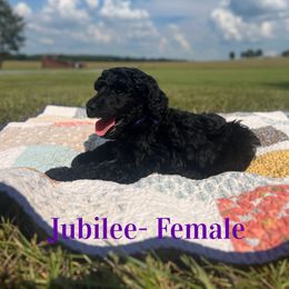 Jubilee (Purple) - Black female Poodle puppy in West Monroe, Louisiana from Diamond M Poodles and Doodles
