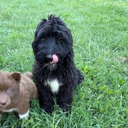 Boy 1 - Black male Double Doodle puppy in Jonesborough, Tennessee from Dry Creek Siberians