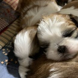 Shih Tzus from Southern Sass Shih Tzu
