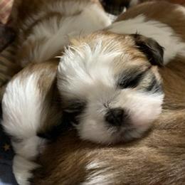Shih Tzus from Southern Sass Shih Tzu