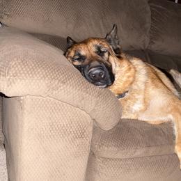 German Shepherd All Grown Up from Angel Oak German Shepherds