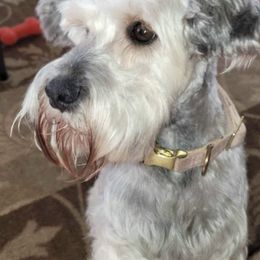 Miniature Schnauzers from Legacy Farm Schnauzers