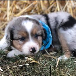Miniature American Shepherd and Miniature Australian Shepherd Puppies from Eardley Acre Mini Australian & American Shepherds