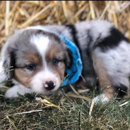Miniature American Shepherd and Miniature Australian Shepherd Puppies from Eardley Acre Mini Australian & American Shepherds