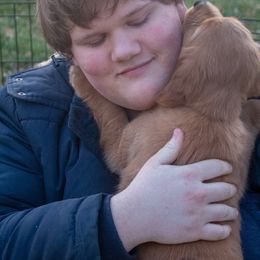 Golden Retriever Puppies from Goldens of Hamm Hollow