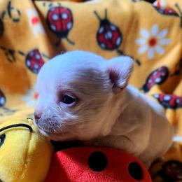 Nadia - White female Chihuahua puppy in Gerald, Missouri from OutLaw Chihuahua's
