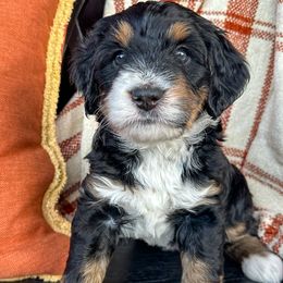 Allison - Bernedoodle puppy in Florence, South Carolina from Candy Doodles