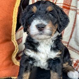 Allison - Bernedoodle puppy in Florence, South Carolina from Candy Doodles