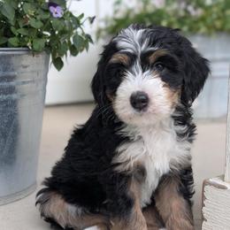 Cupcake (dark pink) - Tri-color female Bernedoodle puppy in Indianola, Utah from Little Bear Bernedoodles